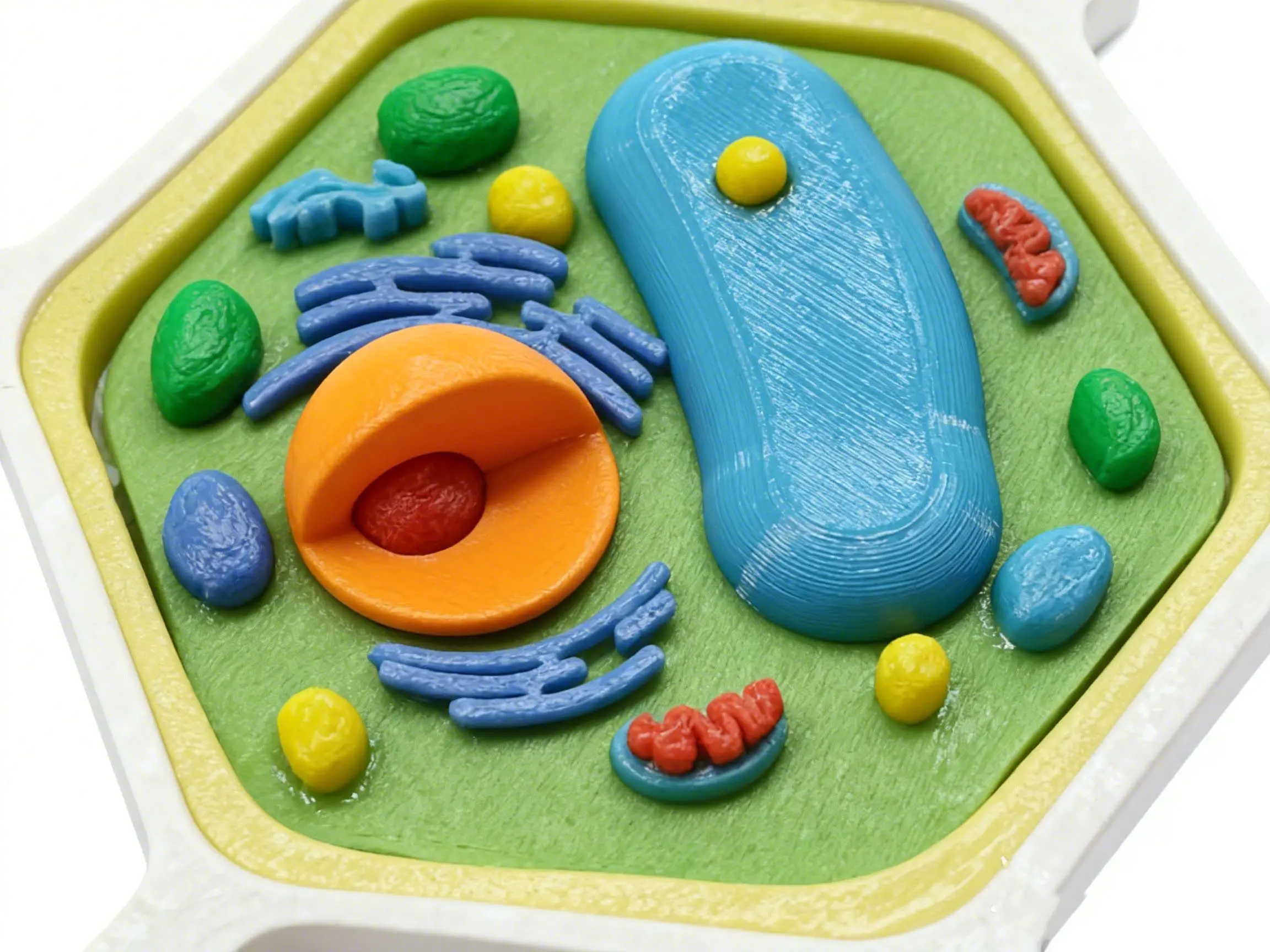 Plant Cell Model – Multi-Color Print & Glue Version