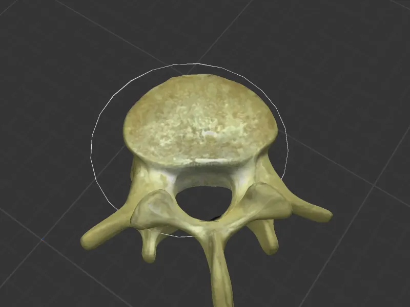vertebra proyecto