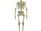 Human Skeleton Anatomy-0