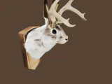 Jackalope-3