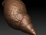 african snail shell scan-0
