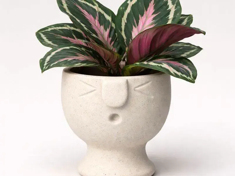 Face Pot Planter - Succulent - Cactus - Potus