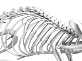 Rat_Skeleton – Realistic Detailed Rodent Bone Structure-6