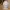 Buste de Chien Shihtzu