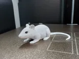 Sneaky Little Mouse-4