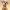 Puppy mastiff cartoon