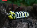 Print In Place Cute Flexi Monarch Caterpillar-5