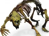 Skelett Bär -1