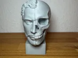 Scultura anatomica (volto diviso)-5