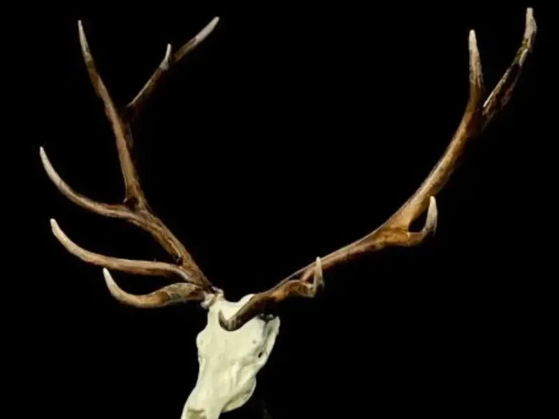Elk skull