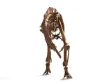 Hypacrosaurus_Skeleton – Realistic Detailed Hadrosaur Dinosa-2
