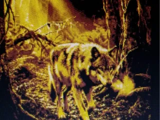 wolf card