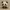 Cute Panda