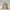Ivory Step Pyramid – Lost Kingdom Ruins Diorama