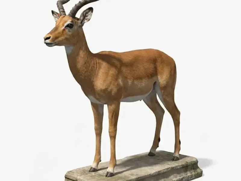 Impala
