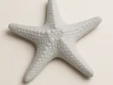 Starfish -0