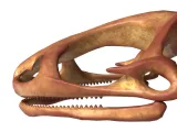 Frog Skeleton – Detailed Amphibian Anatomical 3D Model-7