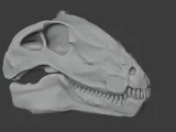 Dimetrodon Skull-5