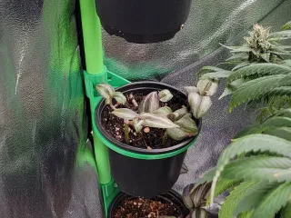 Clip-On Shelf for 4” Pots (16mm Poles)