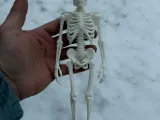 Esqueleto Humano Totalmente Realista-5