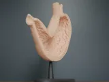 Human Stomach Cross Section Anatomy-6
