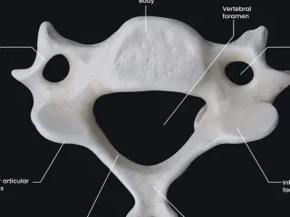 Flat C6 Vertebrae Piece 