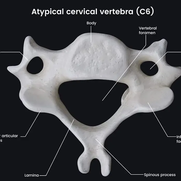 Flat C6 Vertebrae Piece 