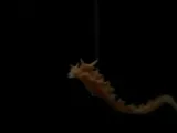 Glowzilla Godzilla -1