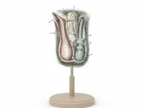 Testicles / Hoden-4