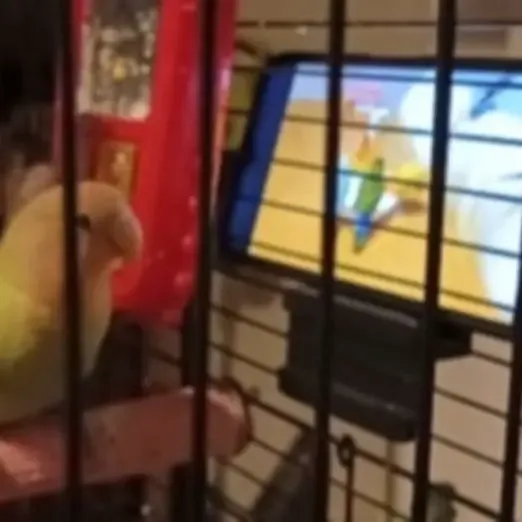phone holder for bird cage