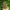 Dagda Totemic Style Celtic Statue