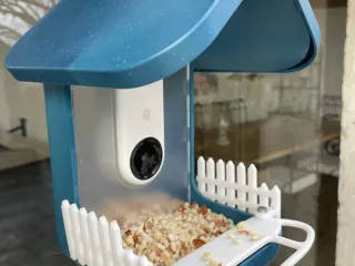 Bird Buddy Perch