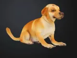 Labrador Dog-0