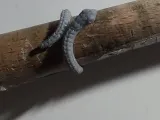 Snake ring-0