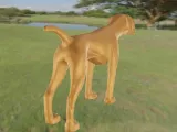 Dog pointzer pointer anglais-4