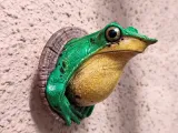 DARWIN WALL FROG-6