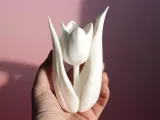 Tulip-4