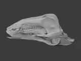 Boar Skull-6