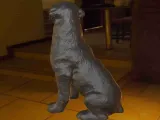 Dog Rottweiler-3
