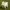 cute cow