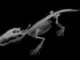 Crocodile_Skeleton – Realistic Detailed Reptile Bone-2