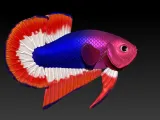 BETTA FISH 2-1