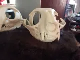 Skull Cat Head-4