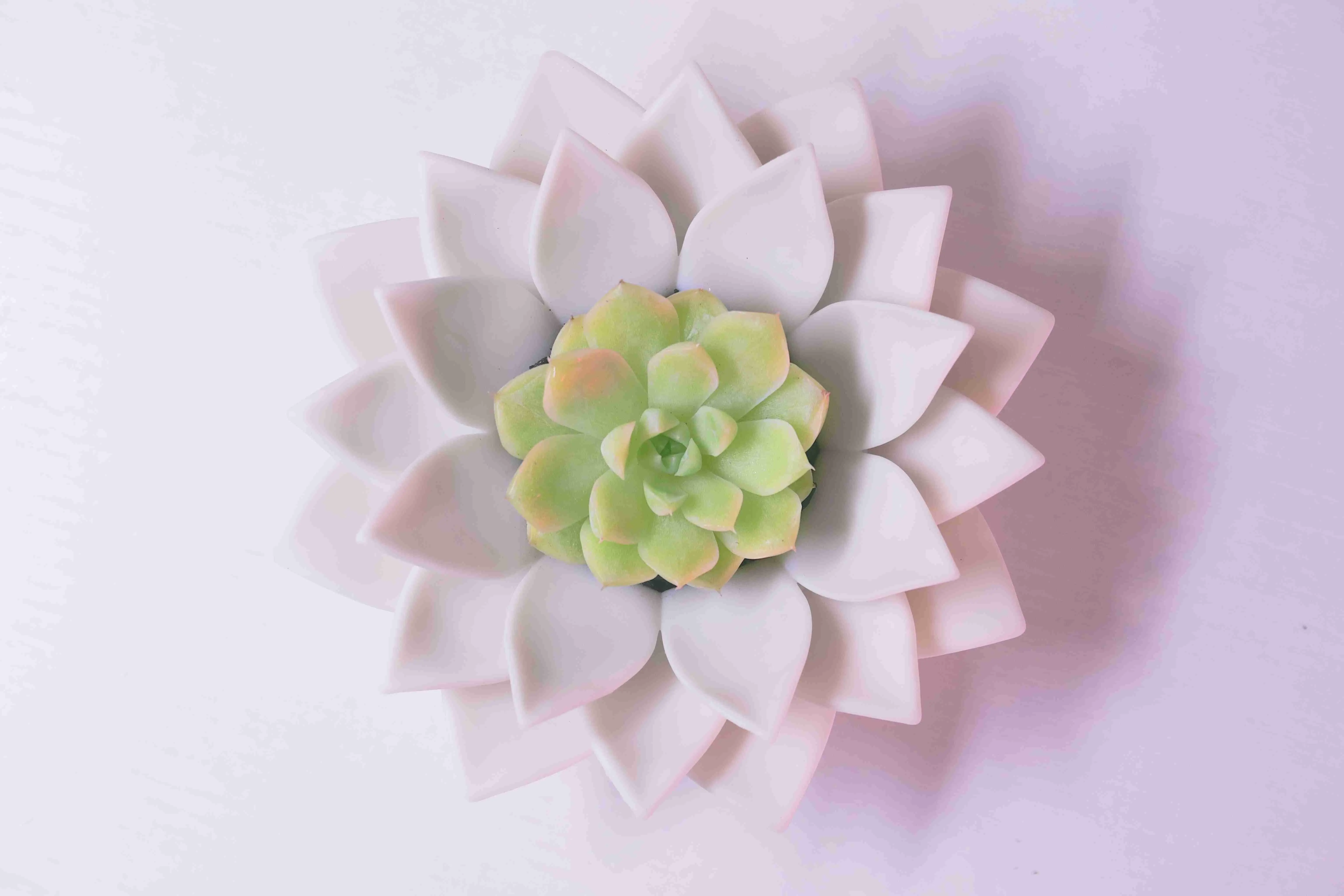 LOTUS POT FOR SUCCULENTS