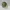 Spiral Harmony Garden Snail – Noah0x03