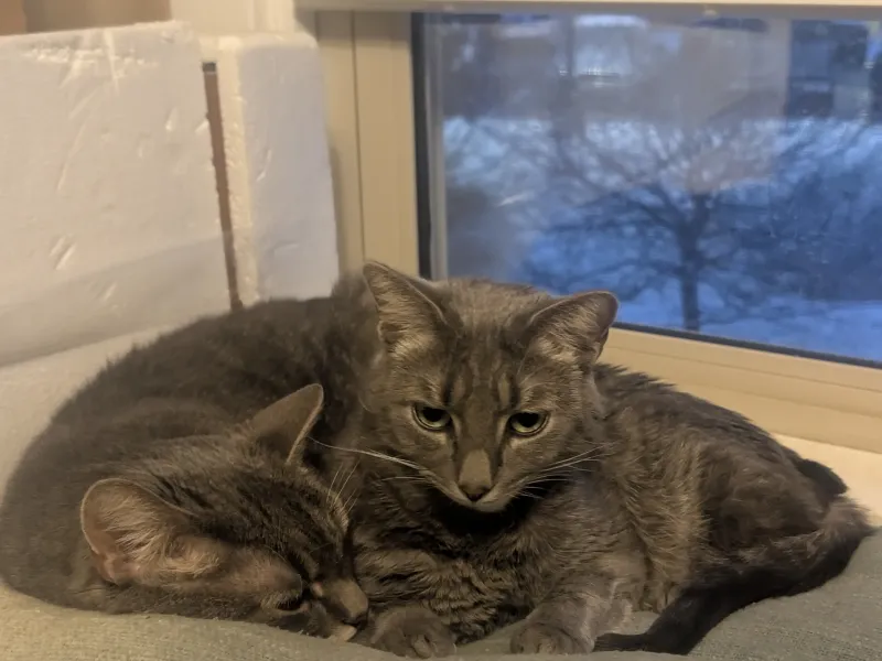 just cats in a window