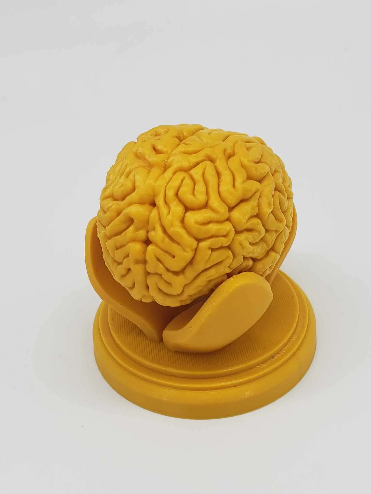 BRAIN ANATOMY STL FOR EDUCATION