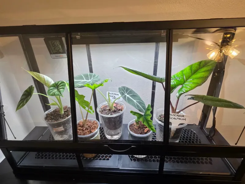 Humidifier Tray with lid for IKEA ÅKERBÄR Greenhouse