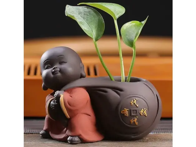 baby buda plant 