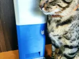Dispensador para mascotas automatico-6